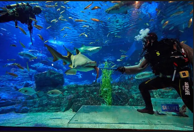 Discovering the Vibrant Culture and Natural Beauty of Busan in 2 Days hnh1ua